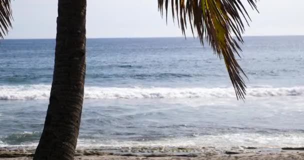 Trópusi Strand Pálmafa Buja Zöld Lombok Alatt Egy Világos Napsütéses — Stock videók