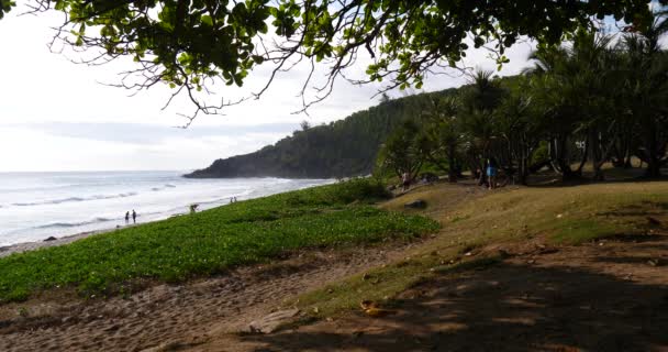 Tropikal Plaj Palmiye Ağacı Gür Yeşil Yeşillik Bir Parlak Güneşli — Stok video