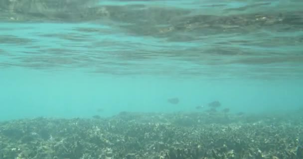 Peces Tropicales Vista Submarina Con Rayos Luz Paraíso Mar Con — Vídeo de stock