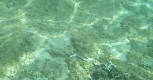 熱帯の魚水中ビューを持つ光ビーム パラダイス海サンゴ礁汚染を死に澄んだ青い水 — ストック動画