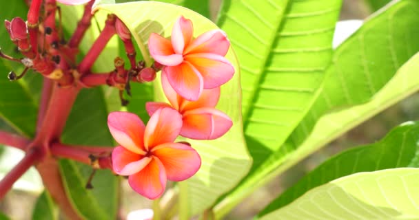 Tropicali Bei Fiori Colorati Nella Soleggiata Giornata Estiva Vegetazione Tropicale — Video Stock