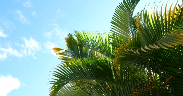 Palmeiras Clima Férias Tropical Ensolarado Com Céu Azul — Vídeo de Stock