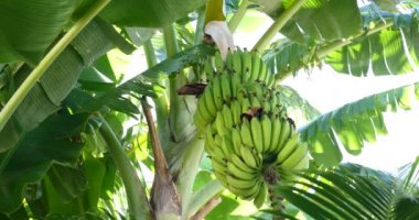 Ham muz, organik kimyasal ücretsiz adil ticaret çiftlik büyüyen yeşil grup ile muz ağacı