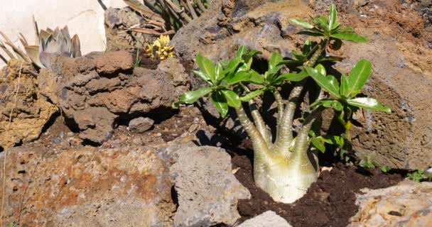 Kaktus Tropických Rostlin Botanická Zahrada Zelená — Stock video