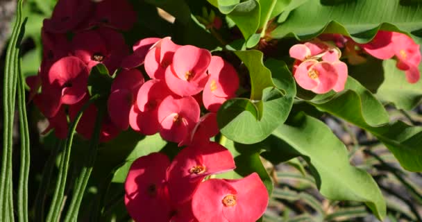 Τροπικό Όμορφα Πολύχρωμα Λουλούδια Στην Ηλιόλουστη Καλοκαιρινή Μέρα Τροπικός Βλάστηση — Αρχείο Βίντεο