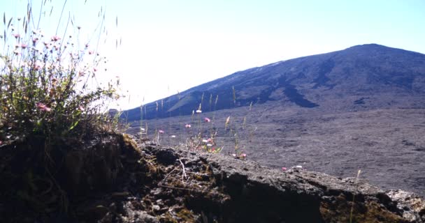 劇的な表面火山クレーター 黒い風景や植生の再会 アクティブでない穏やかな溶岩と熱帯の島 — ストック動画