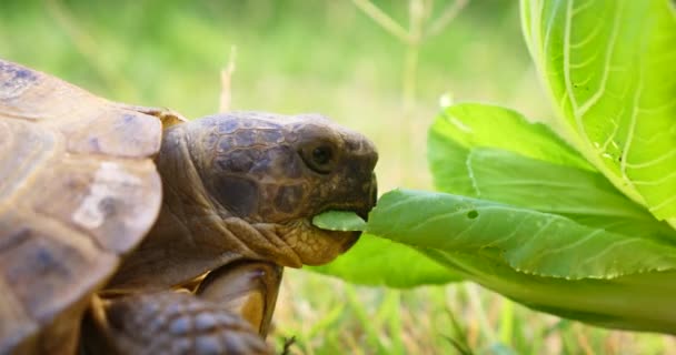 亀チチュウカイリクガメ属 Hermanni スイカを食べるし 緑の葉 かわいい絶滅危惧動物 熱帯の野生を食べる果物をクローズ アップ — ストック動画
