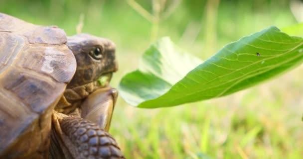 Черепаха Testudo Hermanni Ест Арбуз Зеленые Листья Милые Исчезающие Животные — стоковое видео