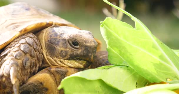 Testudo Hermanni 吃西瓜和绿叶 可爱濒危动物 热带野生动物吃水果特写 — 图库视频影像