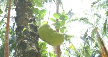 Palmiye ağaçları, güneşli tropikal tatil hava mavi gökyüzü ile
