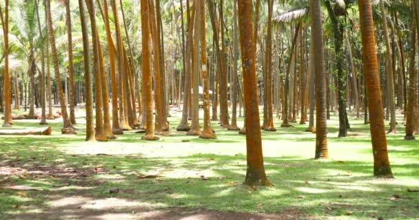 Palmen Sonniges Tropisches Urlaubswetter Grünes Gras Mit Kokosnussbäumen Baumstämmen — Stockvideo