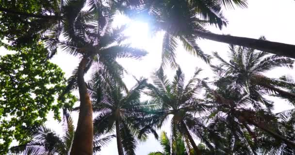 Palmeiras Clima Férias Tropical Ensolarado Com Céu Azul — Vídeo de Stock