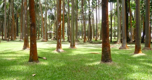 Palmen Sonniges Tropisches Urlaubswetter Grünes Gras Mit Kokosnussbäumen Baumstämmen — Stockvideo