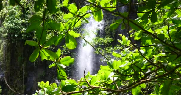 Waterval Tropische Natuur Landschap Kracht Van Pure Groene Energie Natuurlijke — Stockvideo