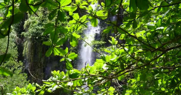 Şelale Tropikal Doğa Manzara Doğal Kaynaklar Saf Yeşil Enerji Güzel — Stok video
