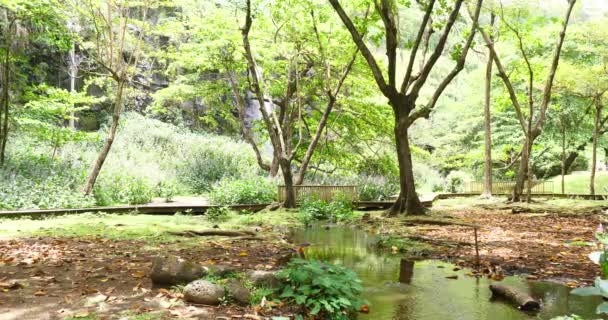 Tropical Forest River Vegetation Waterfall — Stock Video