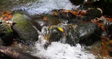 şelale ile tropikal orman ve nehir bitki örtüsü