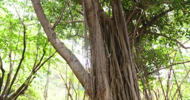 Şelale Ile Tropikal Orman Nehir Bitki Örtüsü — Stok video