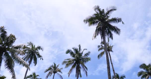 Пальмы Солнечная Тропическая Погода Отдыха Голубым Небом — стоковое видео