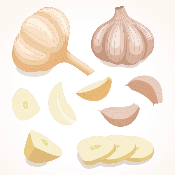 Garlic in various forms. Vector illustration. — Stock Vector