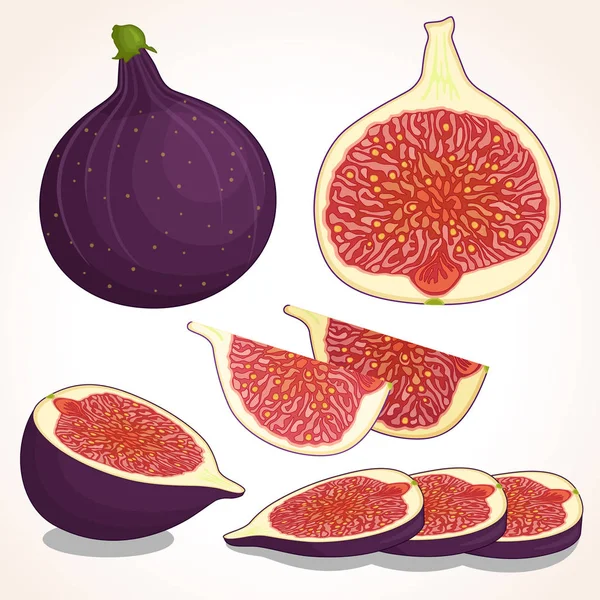 Figs. Vector illustration. — Stock Vector