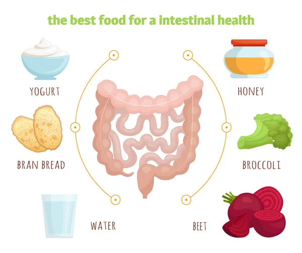 Prodotti dall'intestino.. Illustrazione vettoriale. Dieta per un intestino sano . — Vettoriale Stock