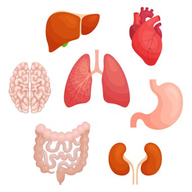 İnsan iç organları çizilmiş. Vektör anatomik illüstrasyon.