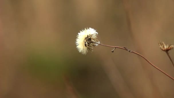 The flower falls the snow — Stock video