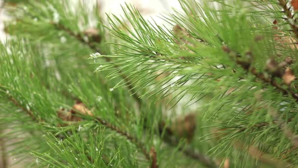 Pine branches in the snow — Stock Video