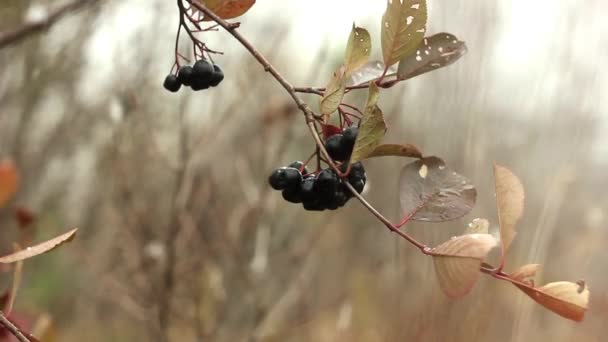 The autumn berry snow — Stockvideo