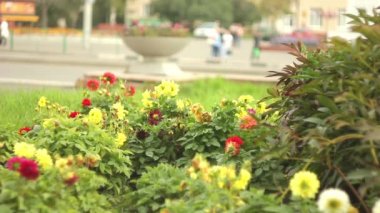 şehir meydanında çimen