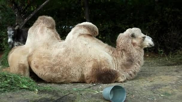Δύο humped καμήλα στο ζωολογικό κήπο του Τορόντο — Αρχείο Βίντεο