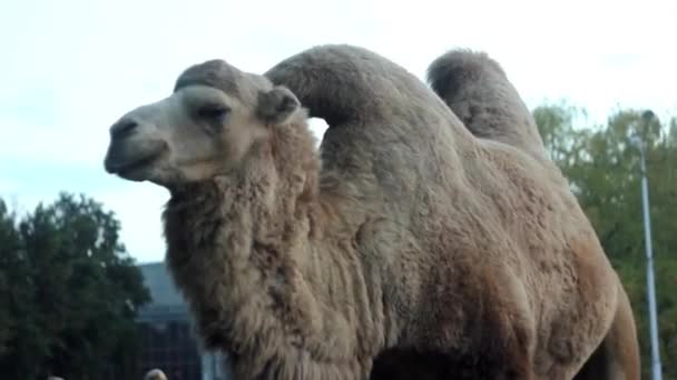 Två pucklar kamel i Toronto zoo — Stockvideo