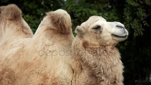 Δύο humped καμήλα στο ζωολογικό κήπο του Τορόντο — Αρχείο Βίντεο