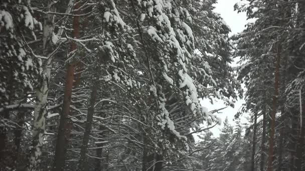 Ramas en la nieve — Vídeo de stock