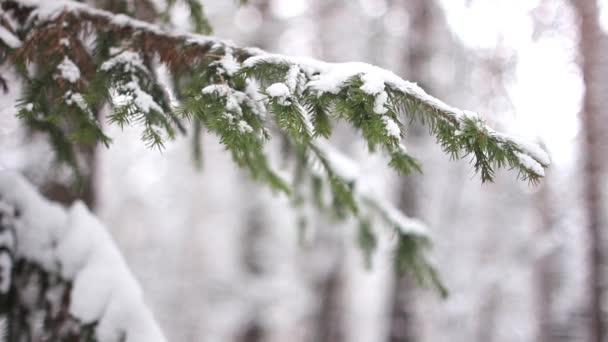 Gałęzie w śniegu — Wideo stockowe