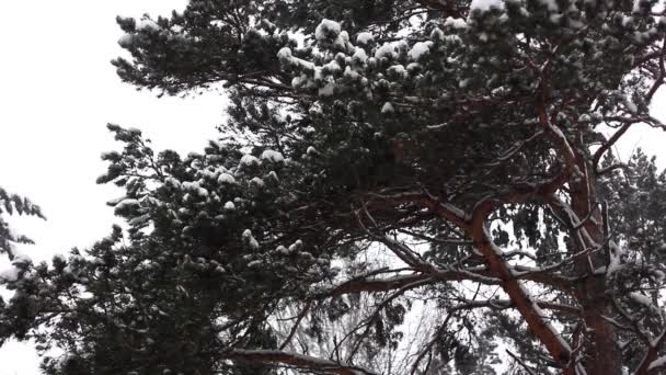 Гілки на снігу — стокове відео