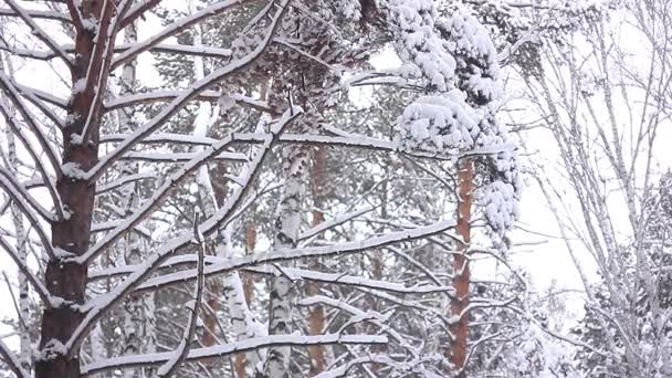 雪地上的树枝 — 图库视频影像