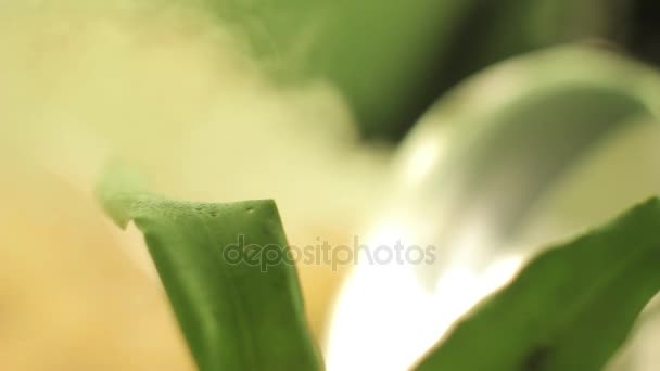 Niebla Sistema de pulverización de refrigerante de agua humectante para jardín — Vídeos de Stock