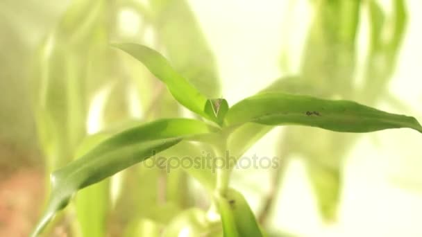 Nebbia umidificante sistema di spruzzatura del refrigerante d'acqua per giardino — Video Stock