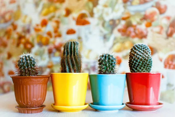Cacti in pots at home — Stock Photo, Image