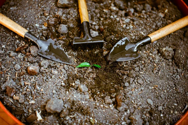 Un semis dans le sol, versé autour des accessoires de jardin . — Photo