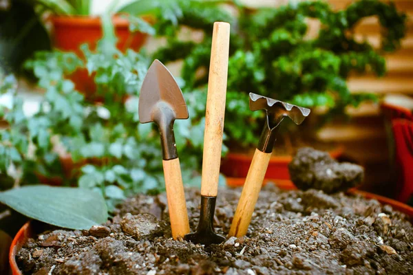 Outils de jardin sur sol plat dans le pot, y compris les plantes d'intérieur . — Photo