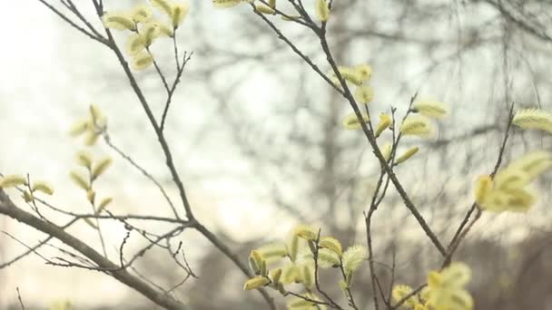 Willow branches on the nature — Stock Video