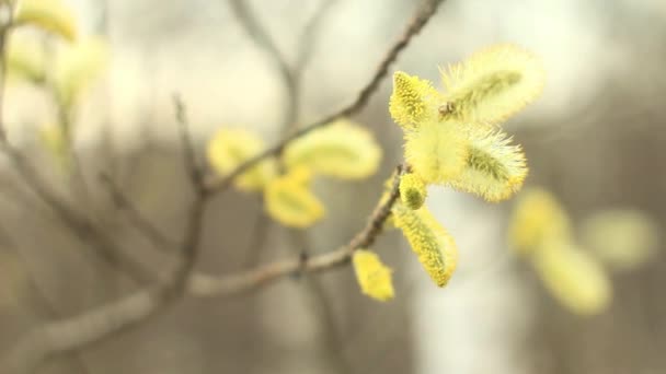 Willow branches on the nature — Stock Video