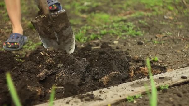 Digging shovel garden beds — Stock Video