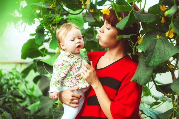 Baby in a greenhouse cucumber — Stock Photo, Image