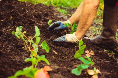 Toprağa bir fide dikim