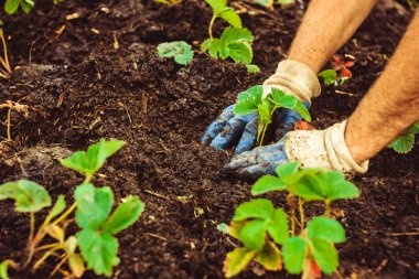 Toprağa bir fide dikim