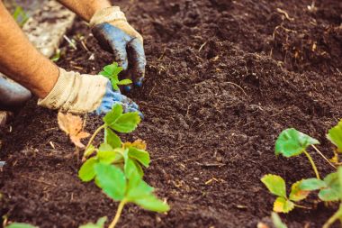 Toprağa bir fide dikim